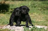 LABRADOR 1324